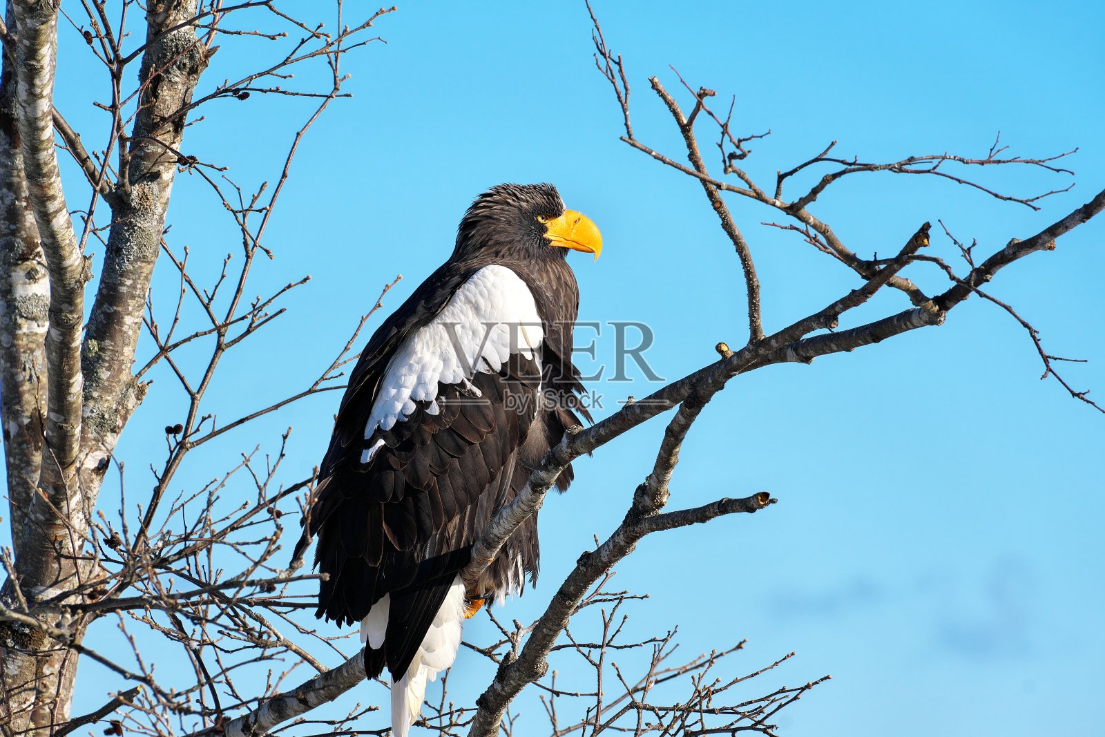 北海道国后岛、石别镇和猛禽斯特勒海鹰照片摄影图片