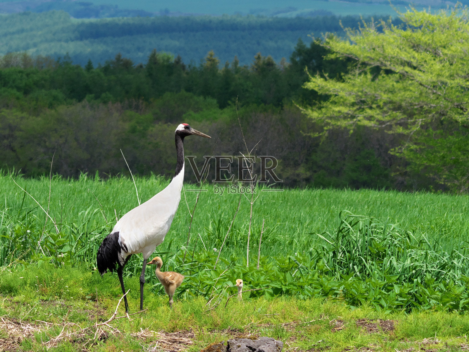 北海道东部春天的丹顶鹤，父母和孩子，抚养孩子，幼鸟照片摄影图片
