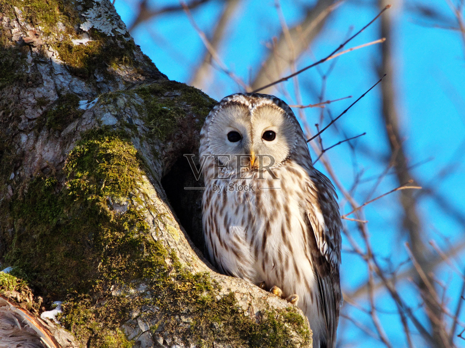 北海道东部有长雄蕊的Ezo猫头鹰，冬季，捕食;照片摄影图片