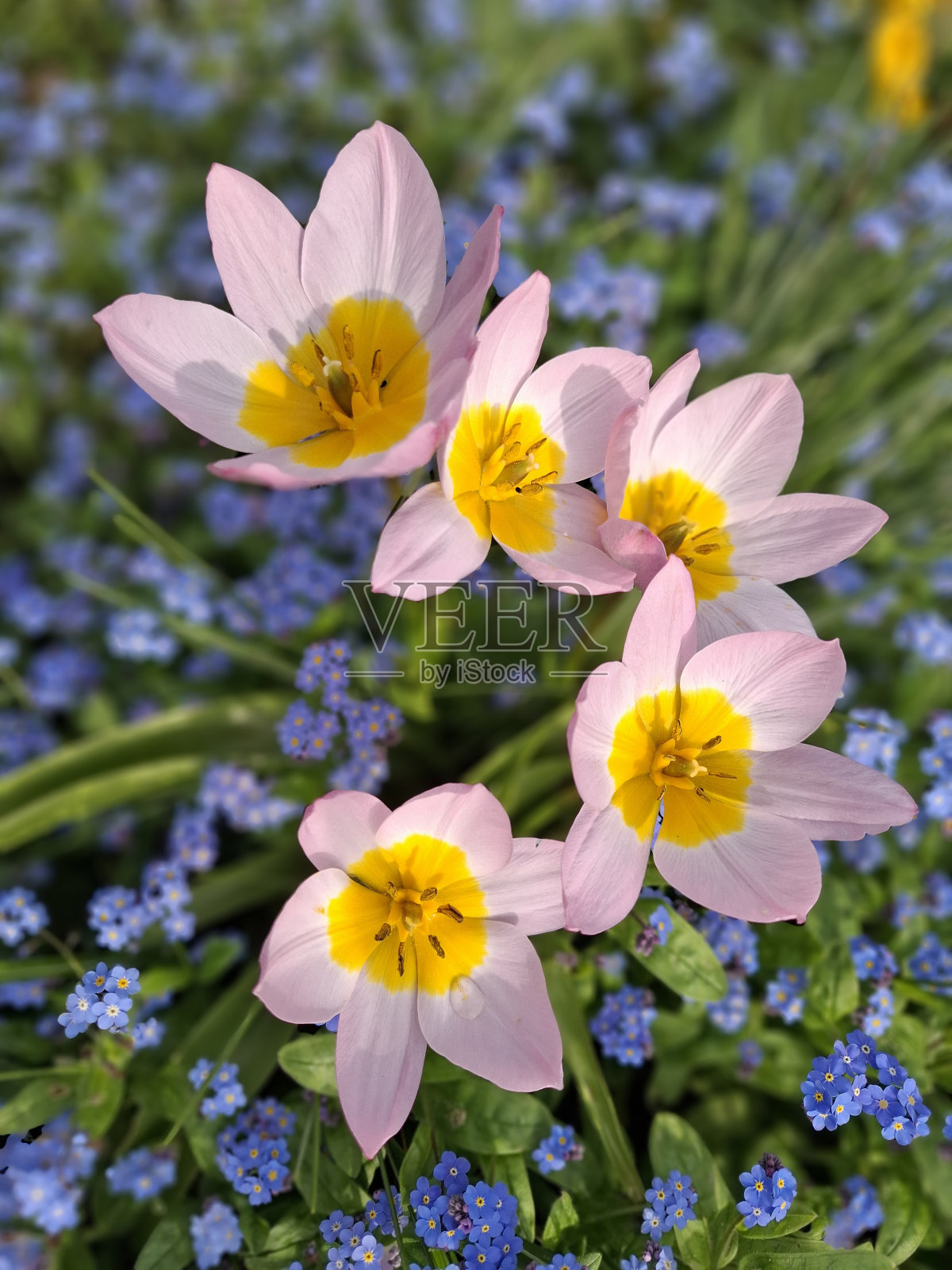 春天的郁金香照片摄影图片