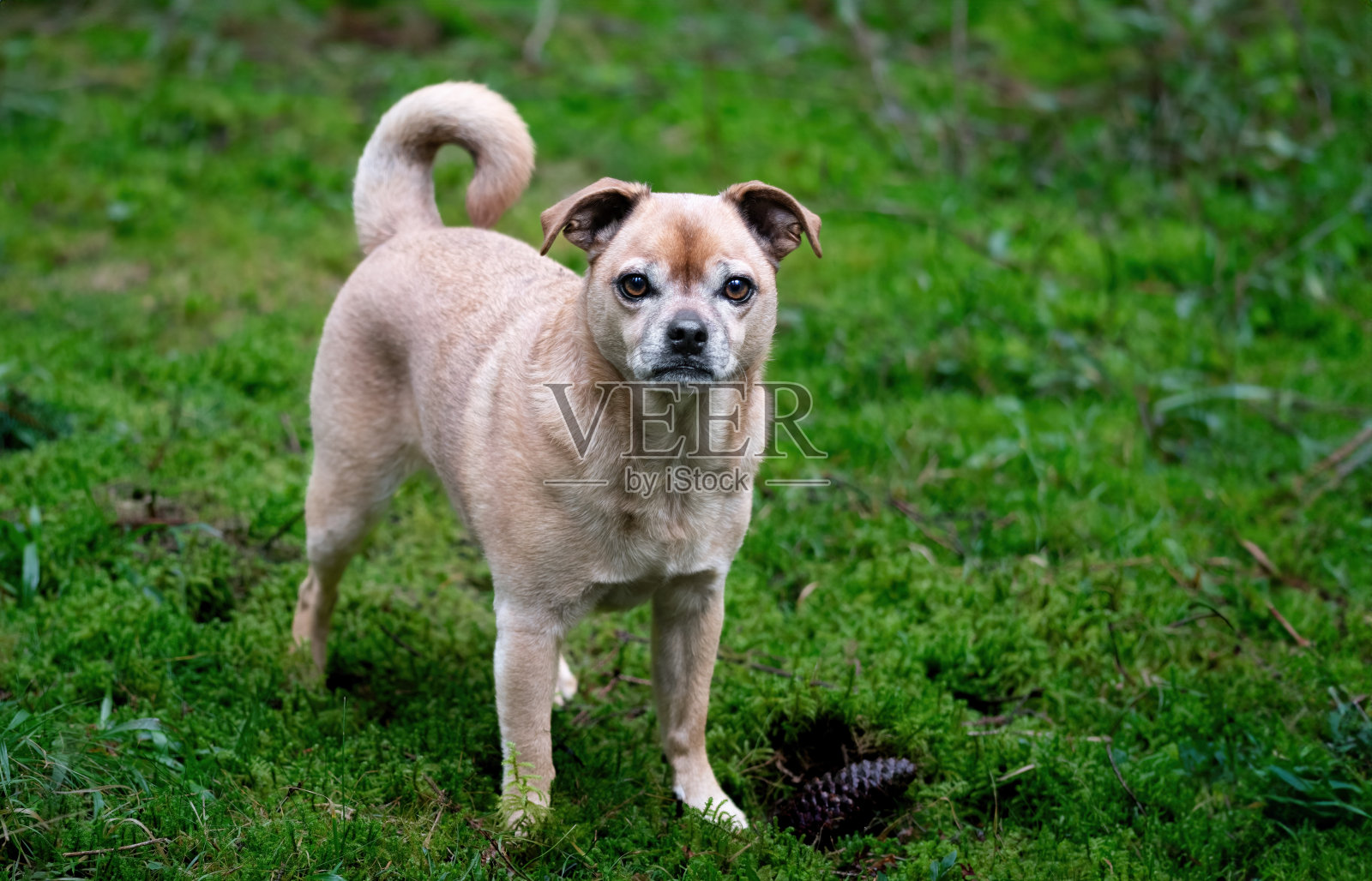 一只可爱的小狗在森林里照片摄影图片