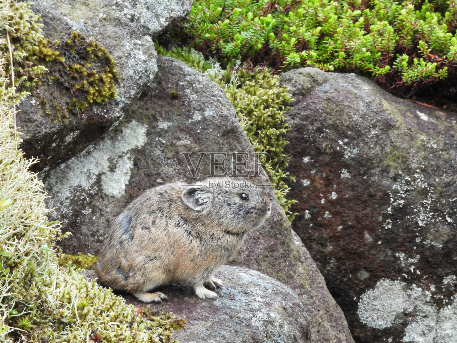 石林别湖的鼠兔，北海道东部的稀有动物照片摄影图片
