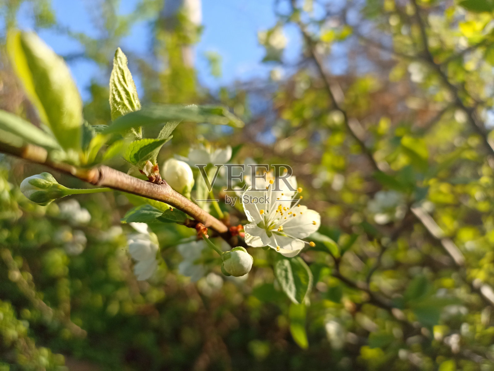 李子是李子亚科某些品种的果实。李属。季节性的摄影照片摄影图片