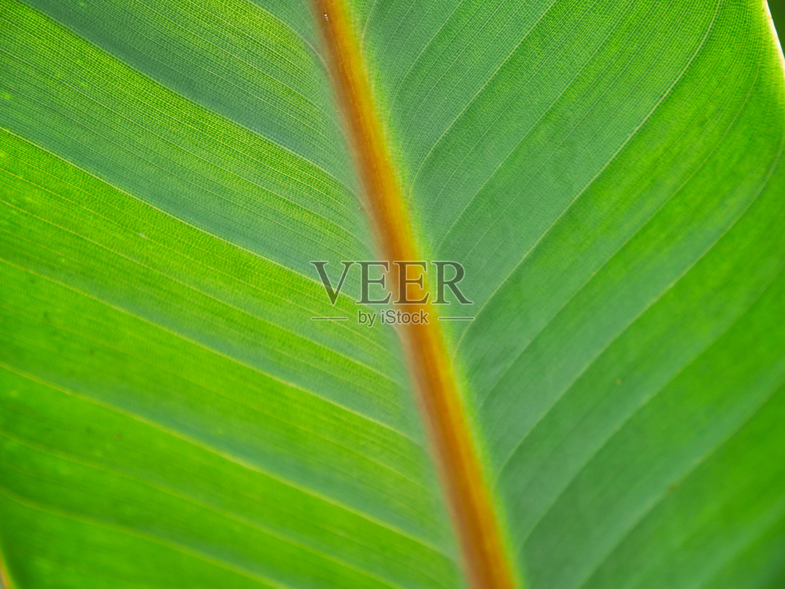 丛林照片摄影图片