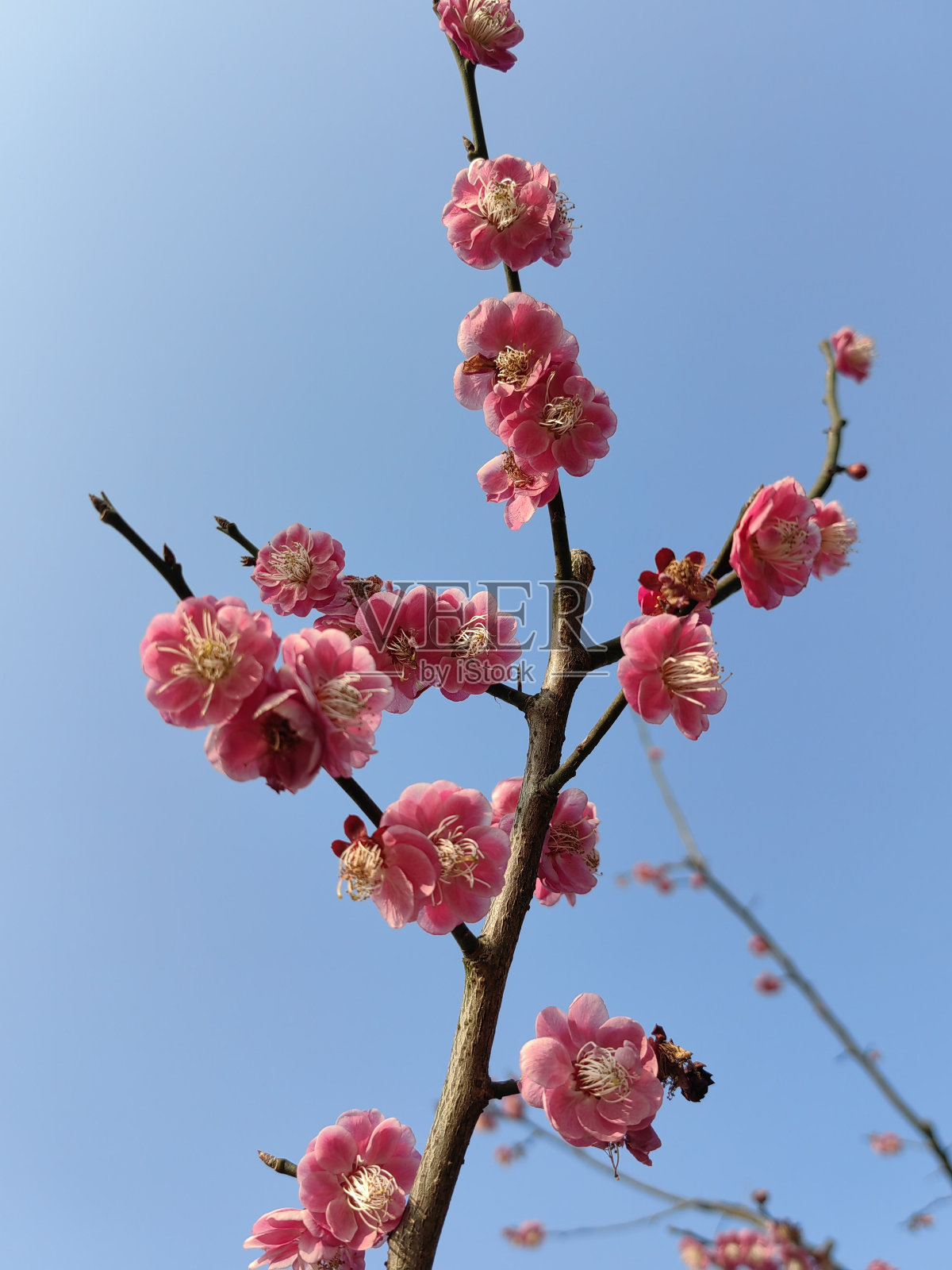 粉色树枝花的浅焦特写镜头照片摄影图片