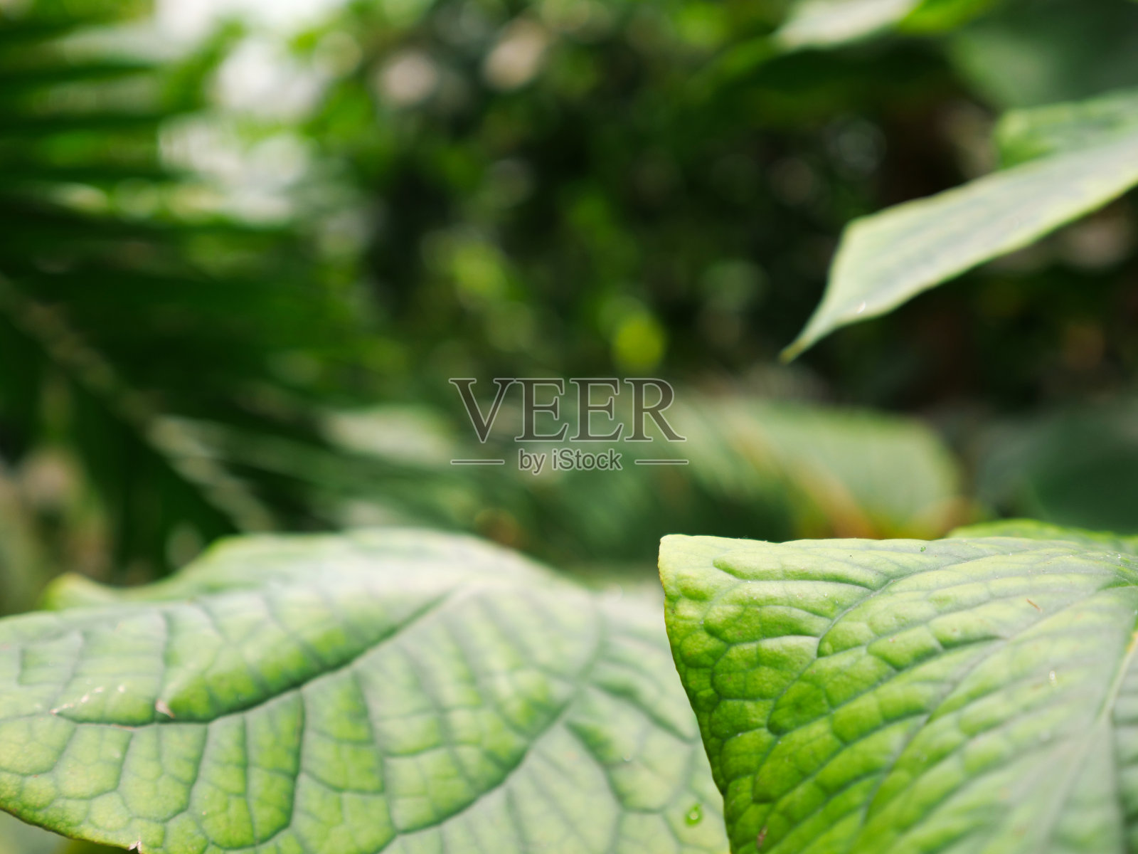 丛林照片摄影图片