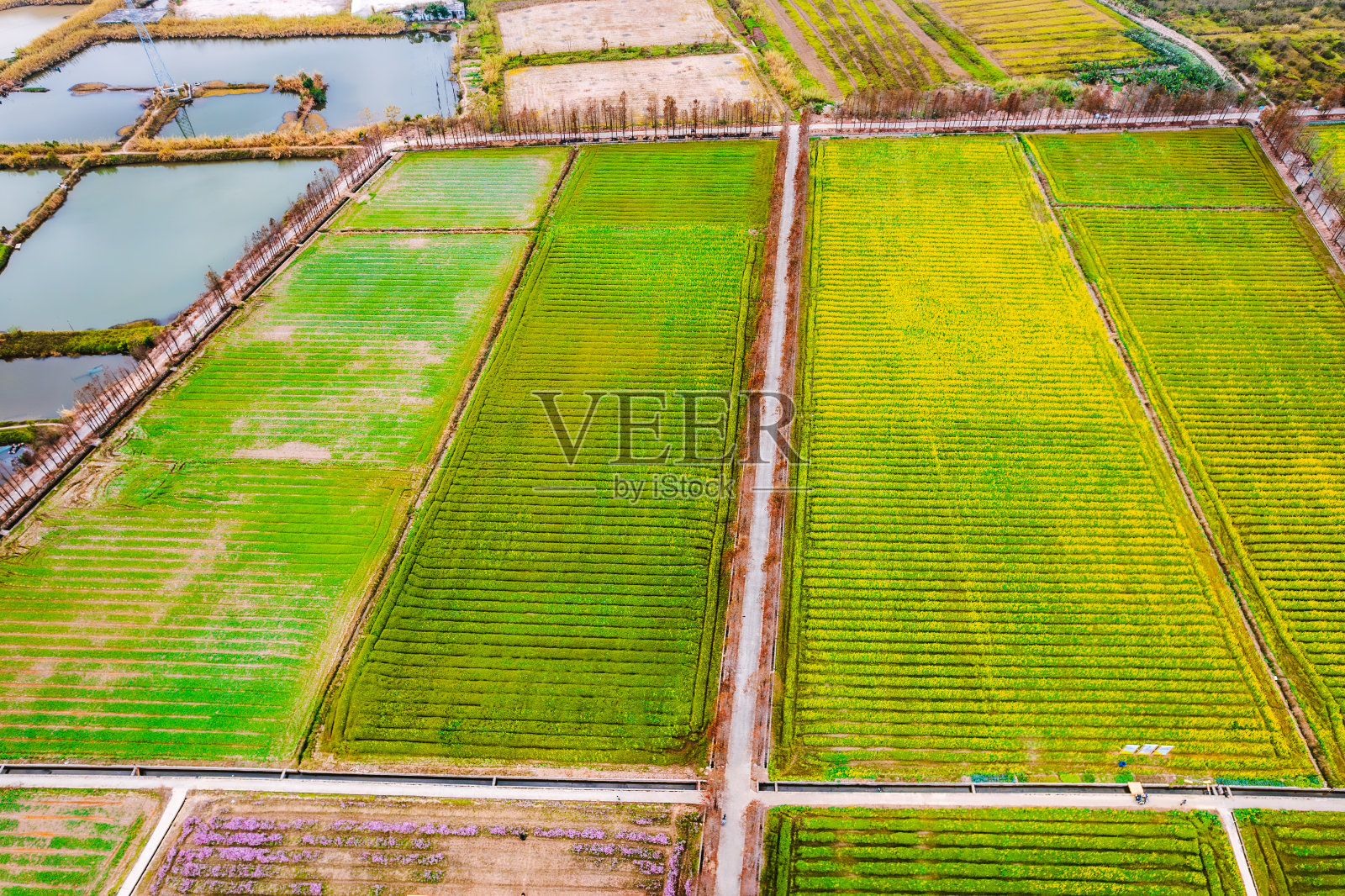 航拍广东珠海市斗门巫山新村油菜花照片摄影图片