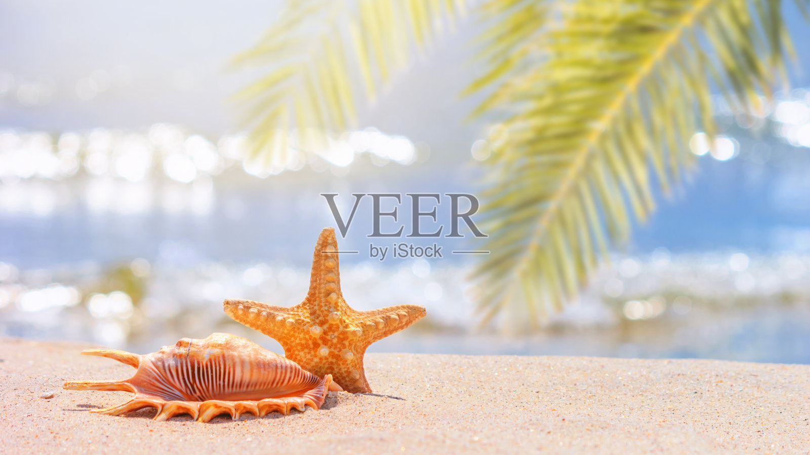 在炎热的热带阳光下，有海星和贝壳的海滩，选择性聚焦。沙滩度假的概念照片摄影图片