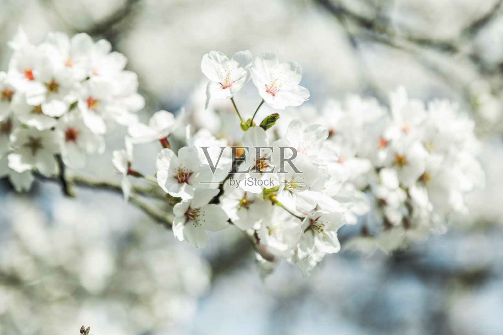 蓝天下樱花盛开照片摄影图片