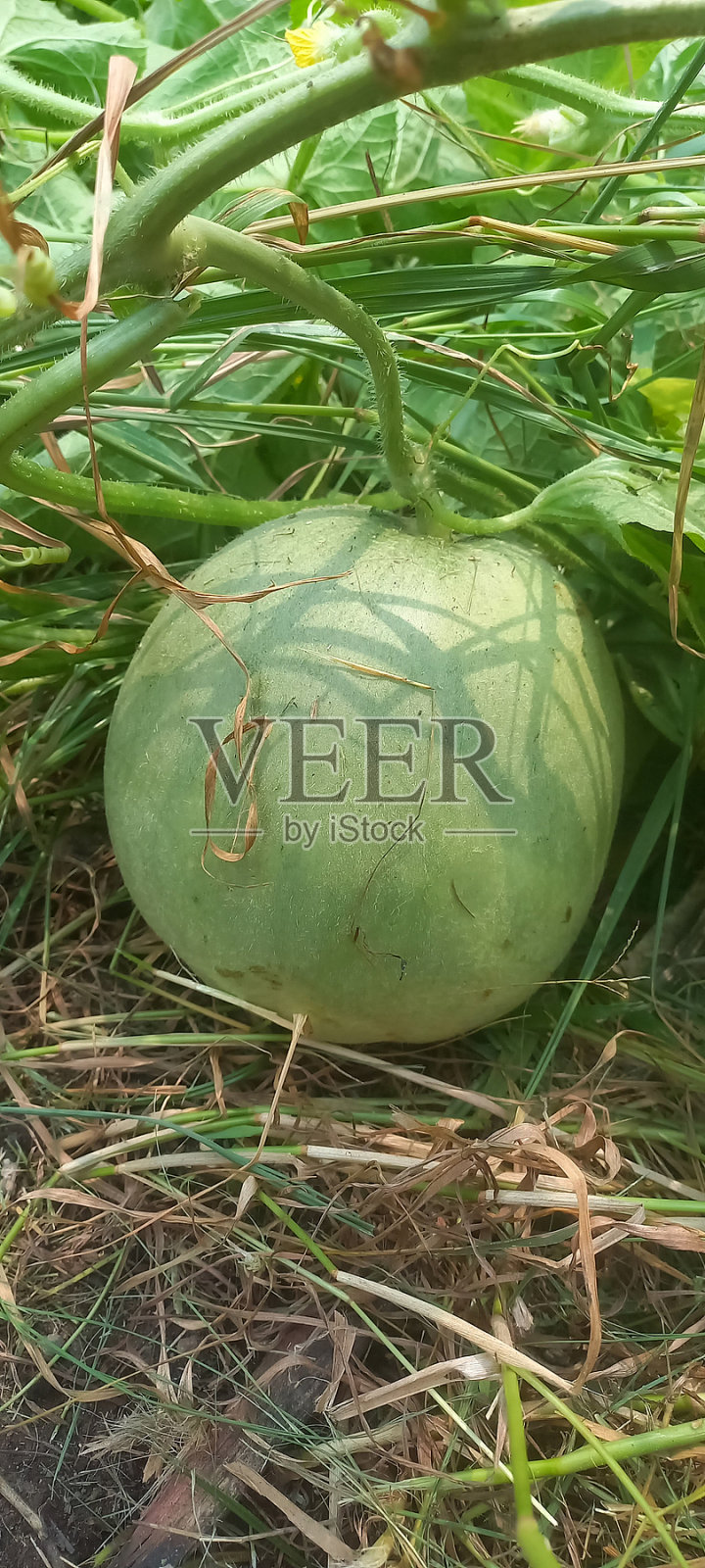 甜瓜果实照片摄影图片