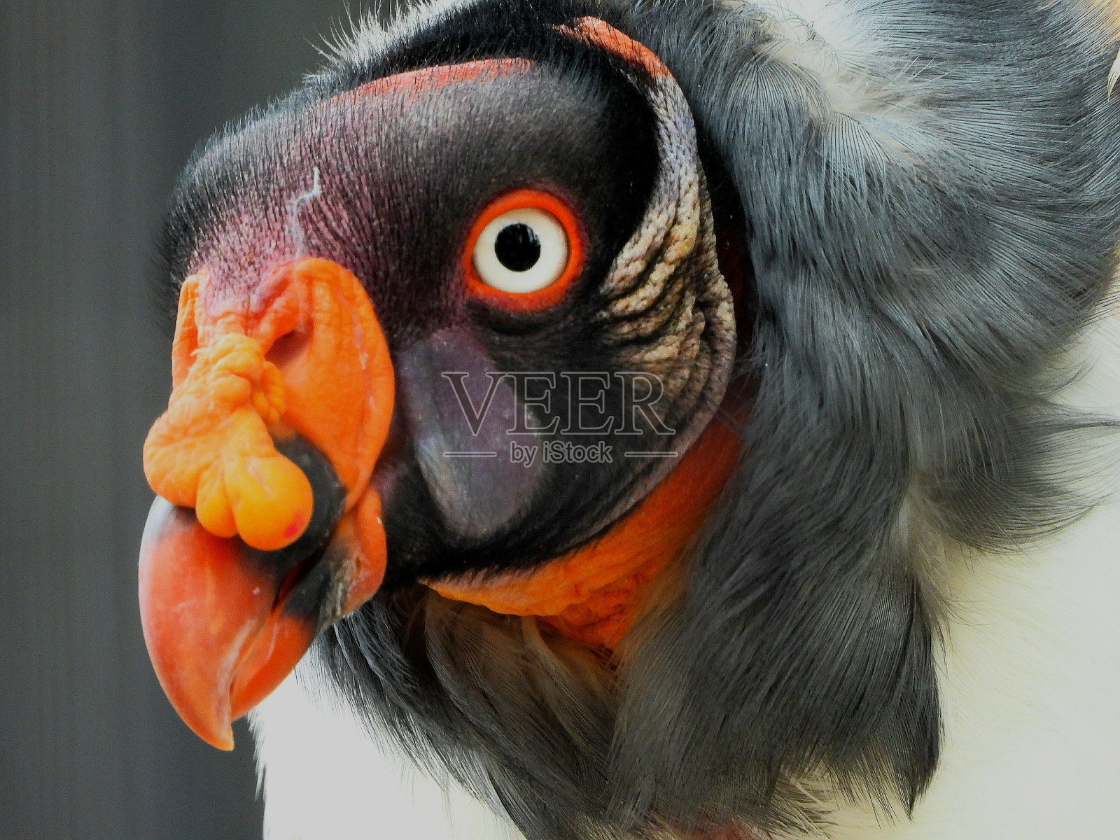 近距离观察壮丽的秃鹫王照片摄影图片