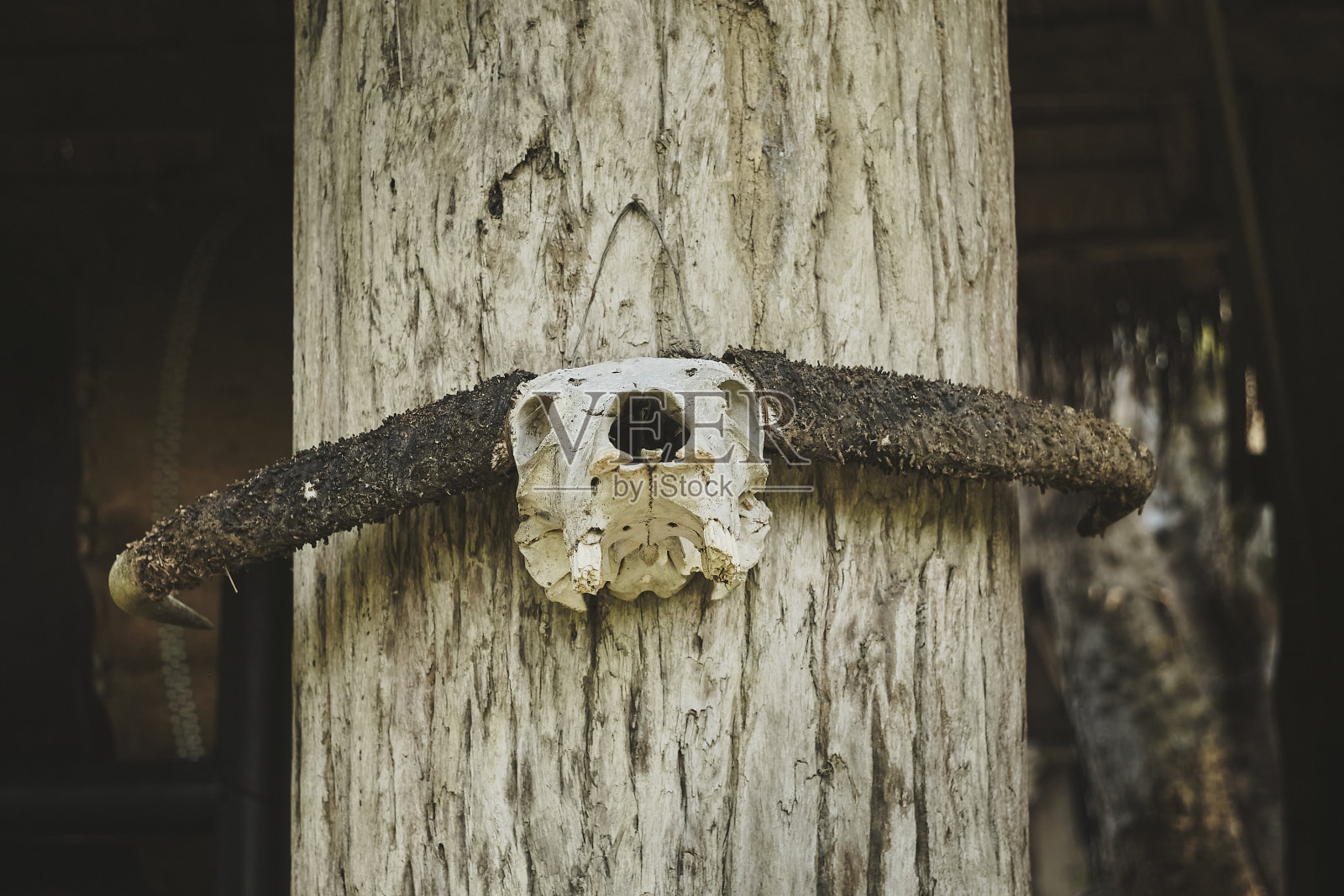 在泰国昌迈的Black House Chiang Rai (Baan Dam Museum)建筑中展示的水牛骨头照片摄影图片