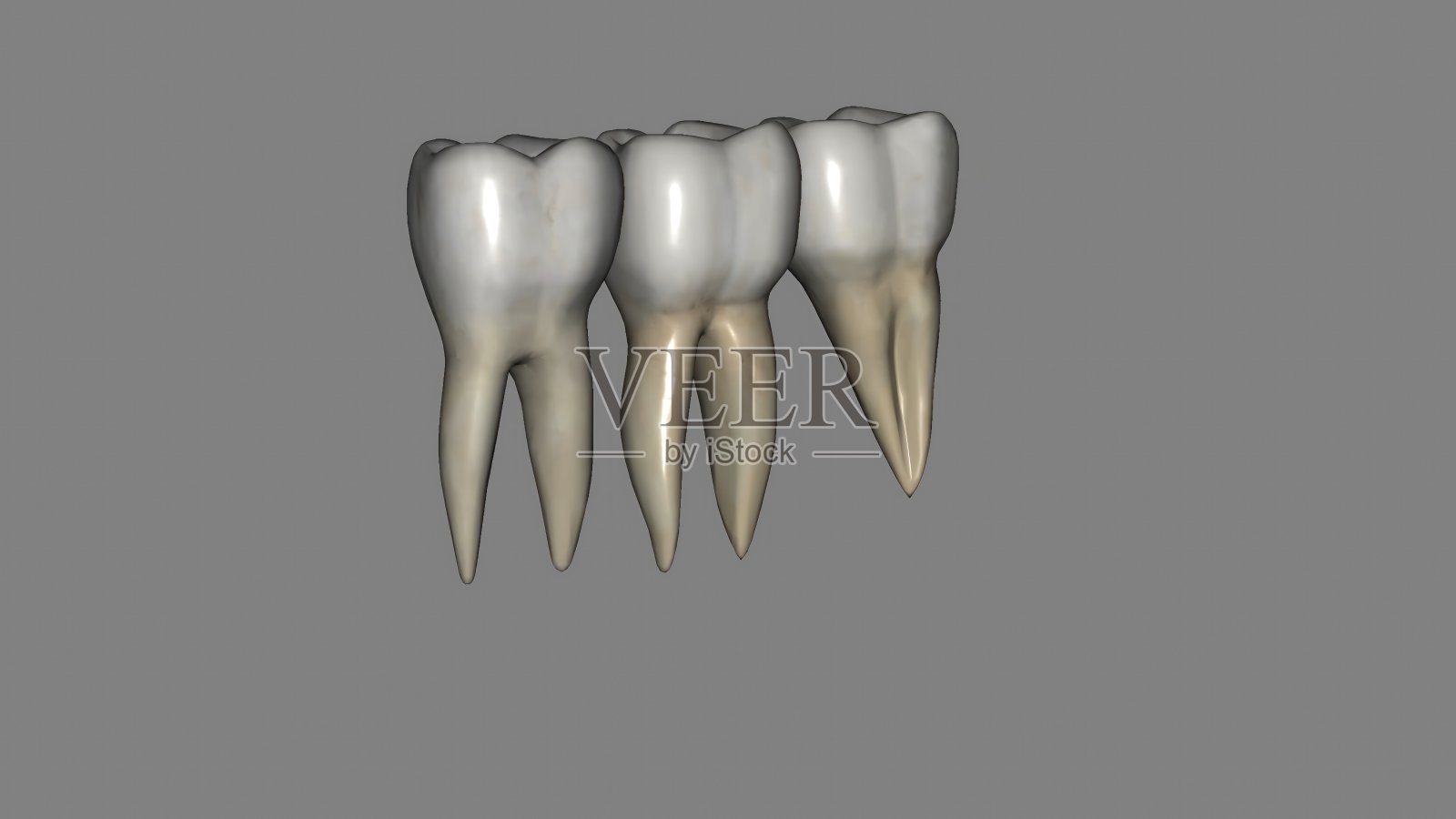 下颌第一磨牙通常有两根，一近根和一远根照片摄影图片