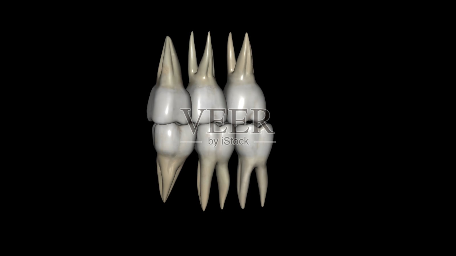 磨牙，上颌和下颌照片摄影图片