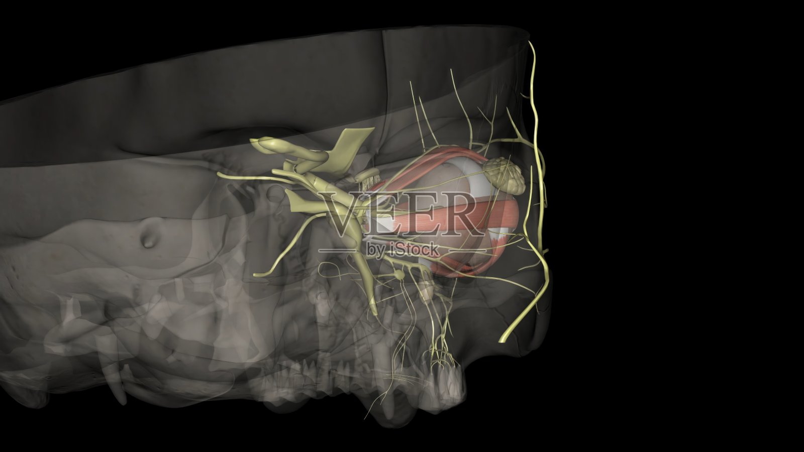眼睛;光的反射，是由三个结构调节的:视网膜，顶盖，照片摄影图片