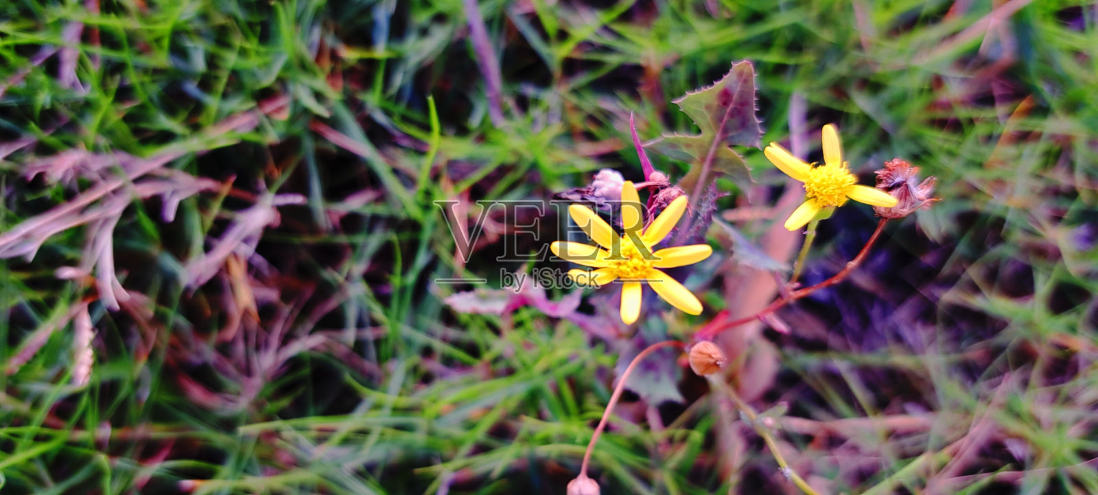 花草照片摄影图片