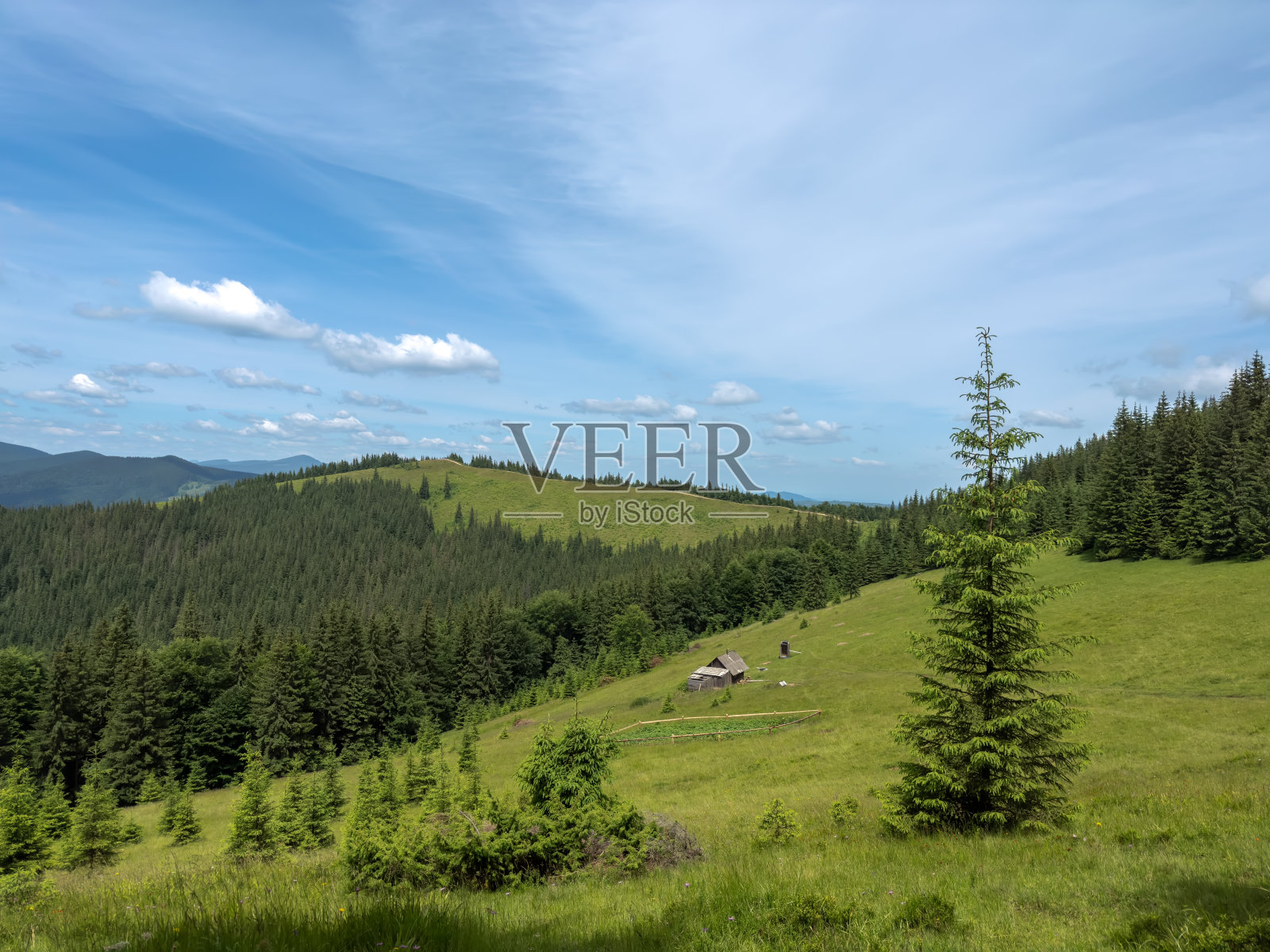 雄伟的山地景观。青翠的山谷里有松树林。自然、旅行、徒步旅行。喀尔巴阡山脉，乌克兰，欧洲。照片摄影图片