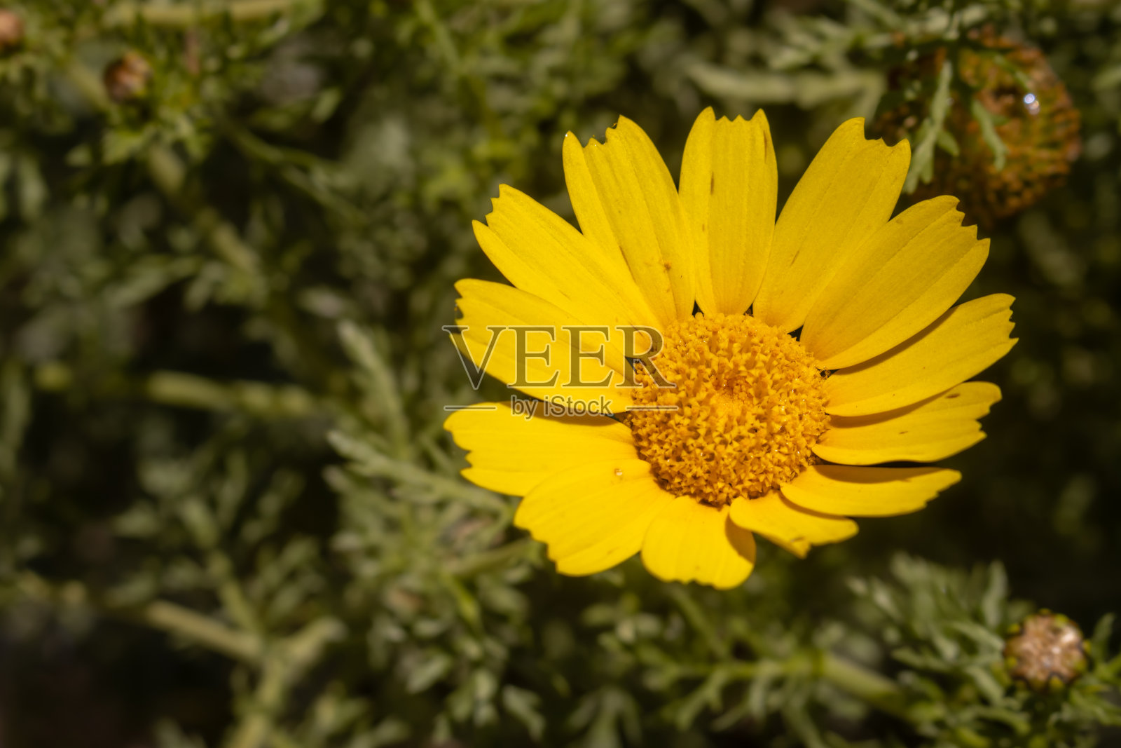 亮黄色的野花，产自意大利西西里岛照片摄影图片