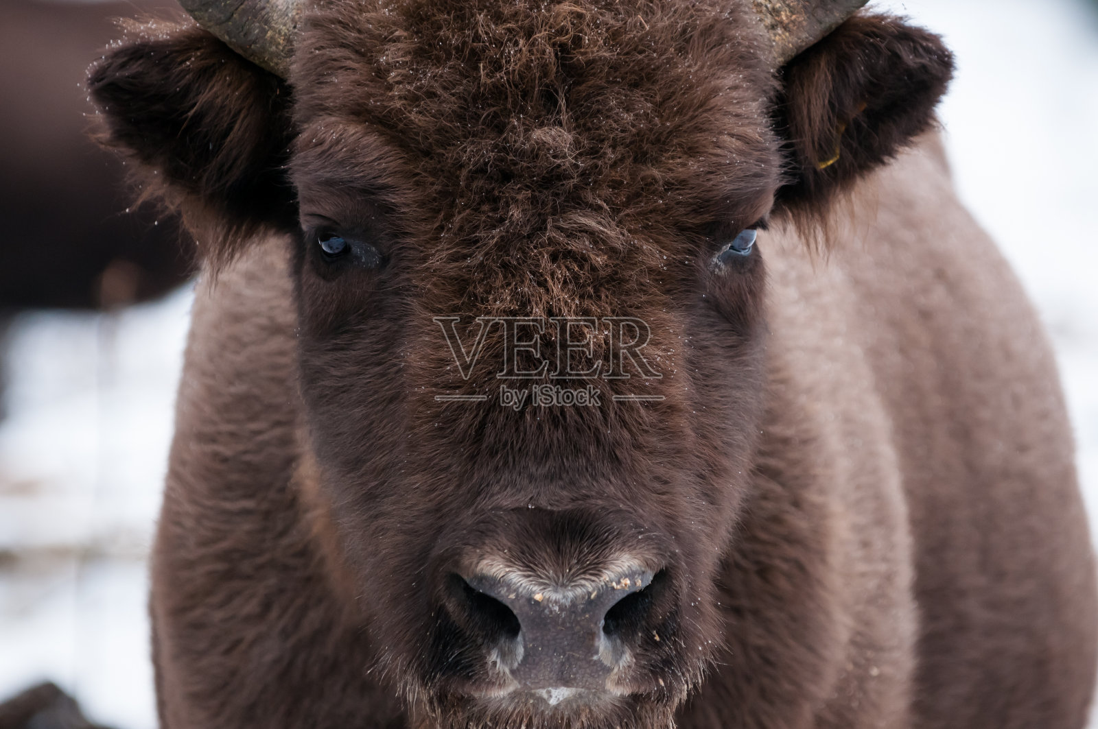 斯科尔贝斯奇斯国家自然公园里的欧洲野牛照片摄影图片
