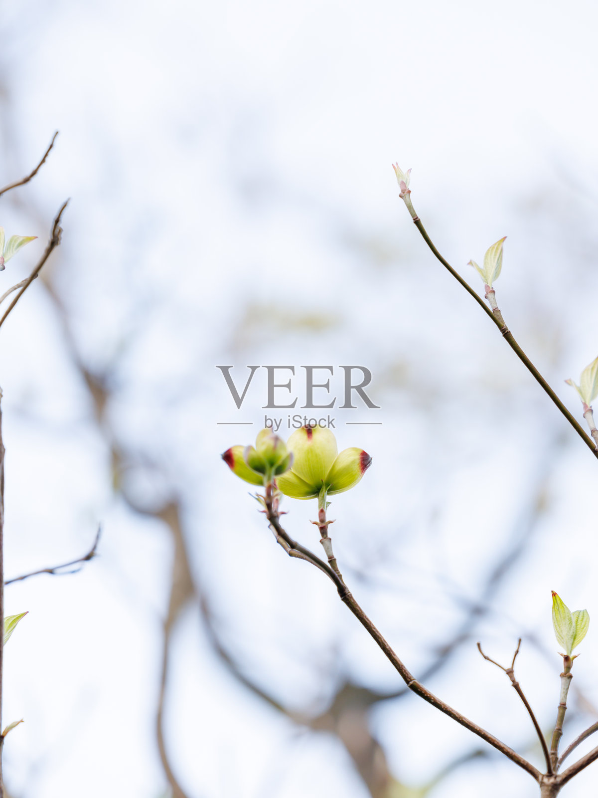 开花山茱萸照片摄影图片