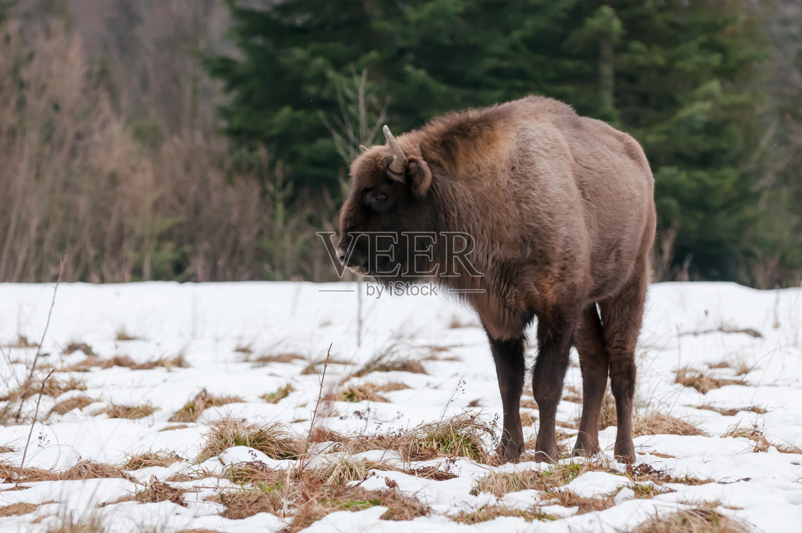 斯科尔贝斯奇斯国家自然公园里的欧洲野牛照片摄影图片