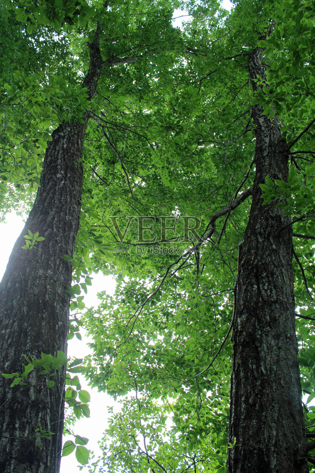 长野县轻井泽镇别墅街道上的大自然照片摄影图片