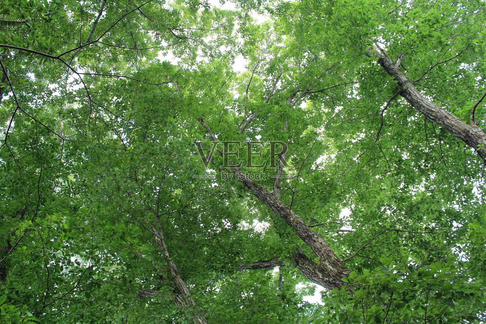 长野县轻井泽镇别墅街道上的大自然照片摄影图片