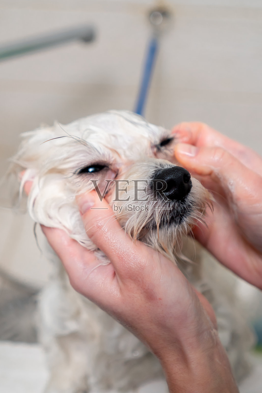 在美容沙龙里，一个理发师在白色的浴缸里给一只白色的狗洗澡，因为寒冷而发抖照片摄影图片