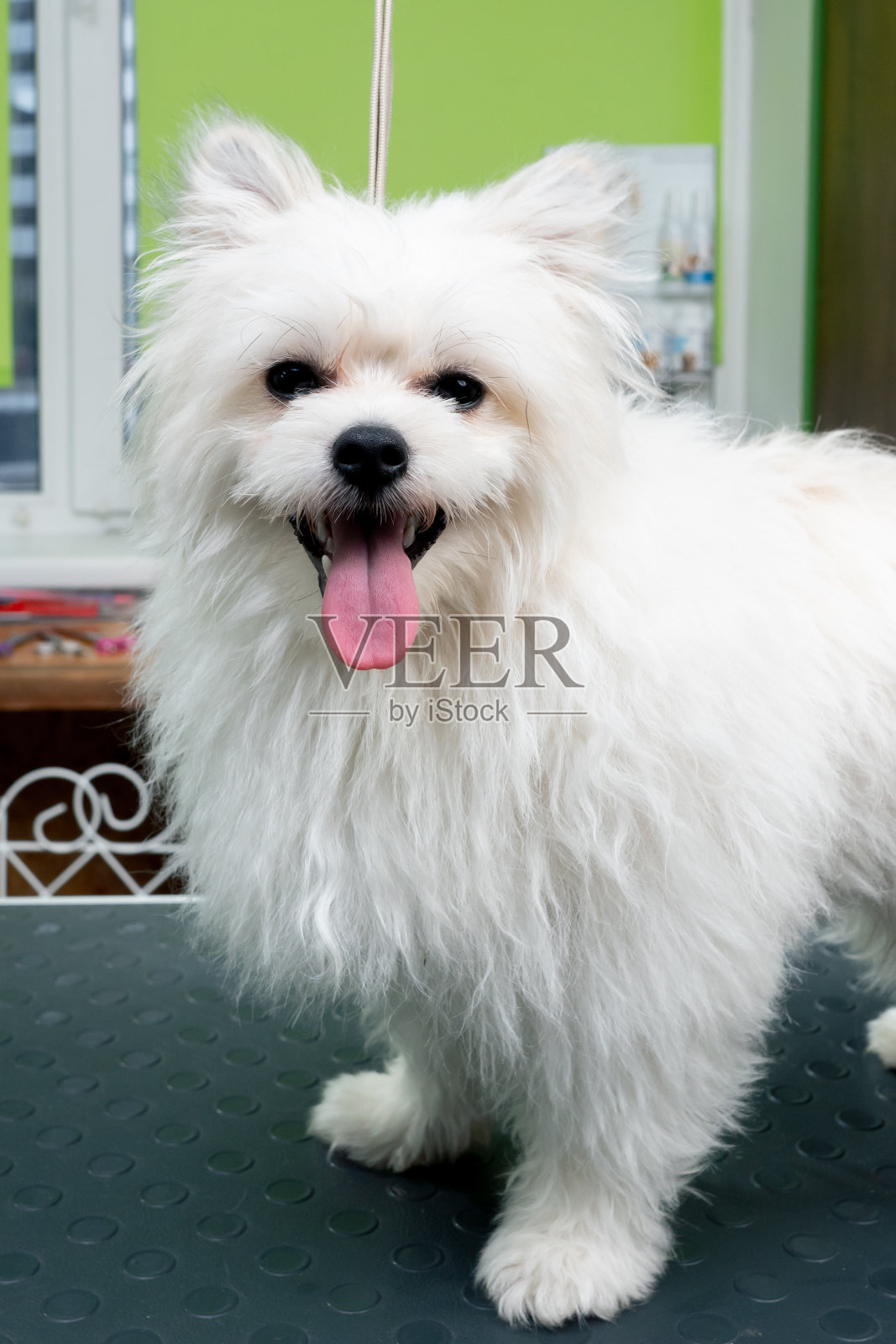 在美容沙龙的桌子上，有一只剪好的白色狗，它的发型很时髦照片摄影图片