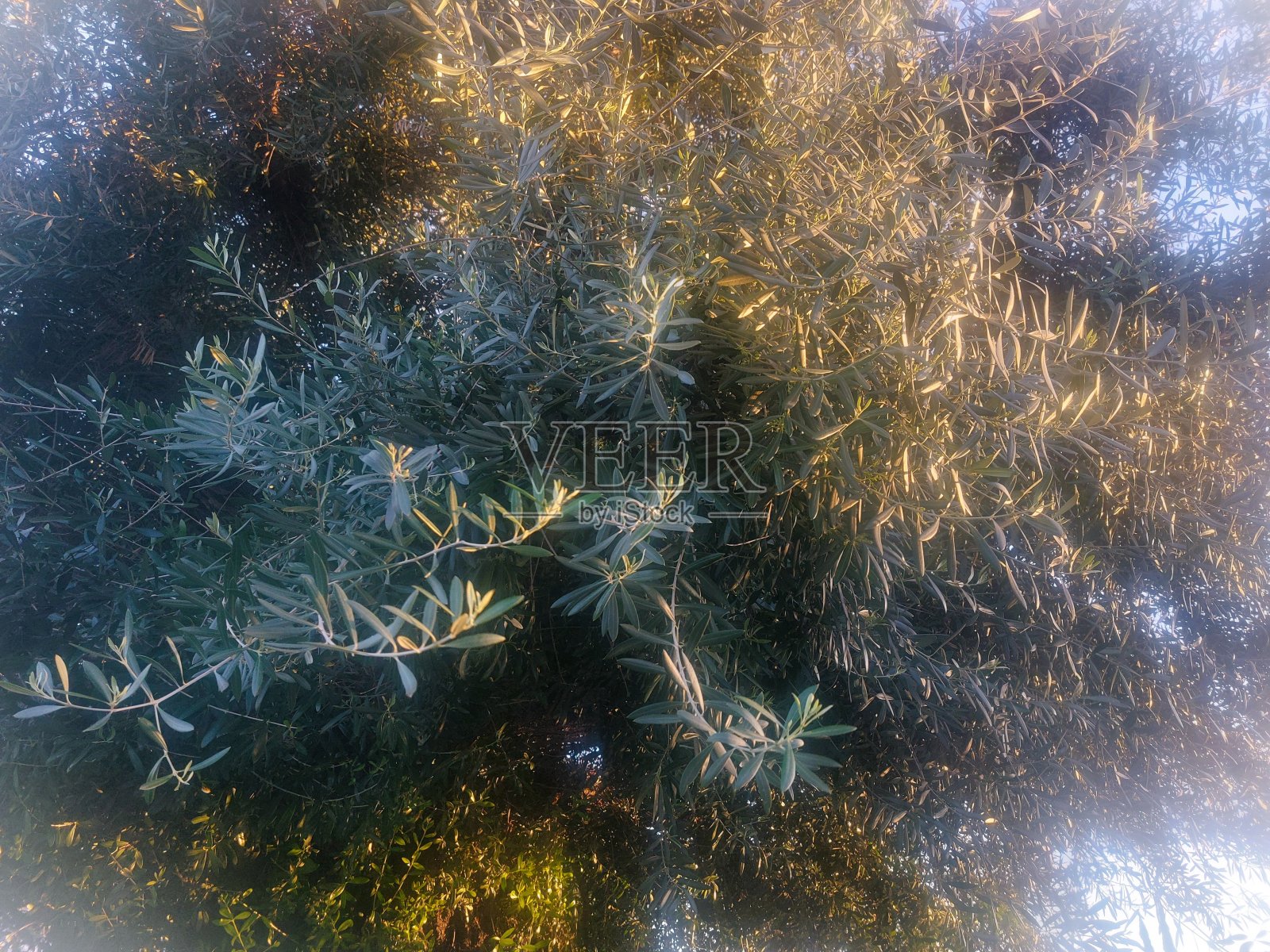 阳光与树照片摄影图片