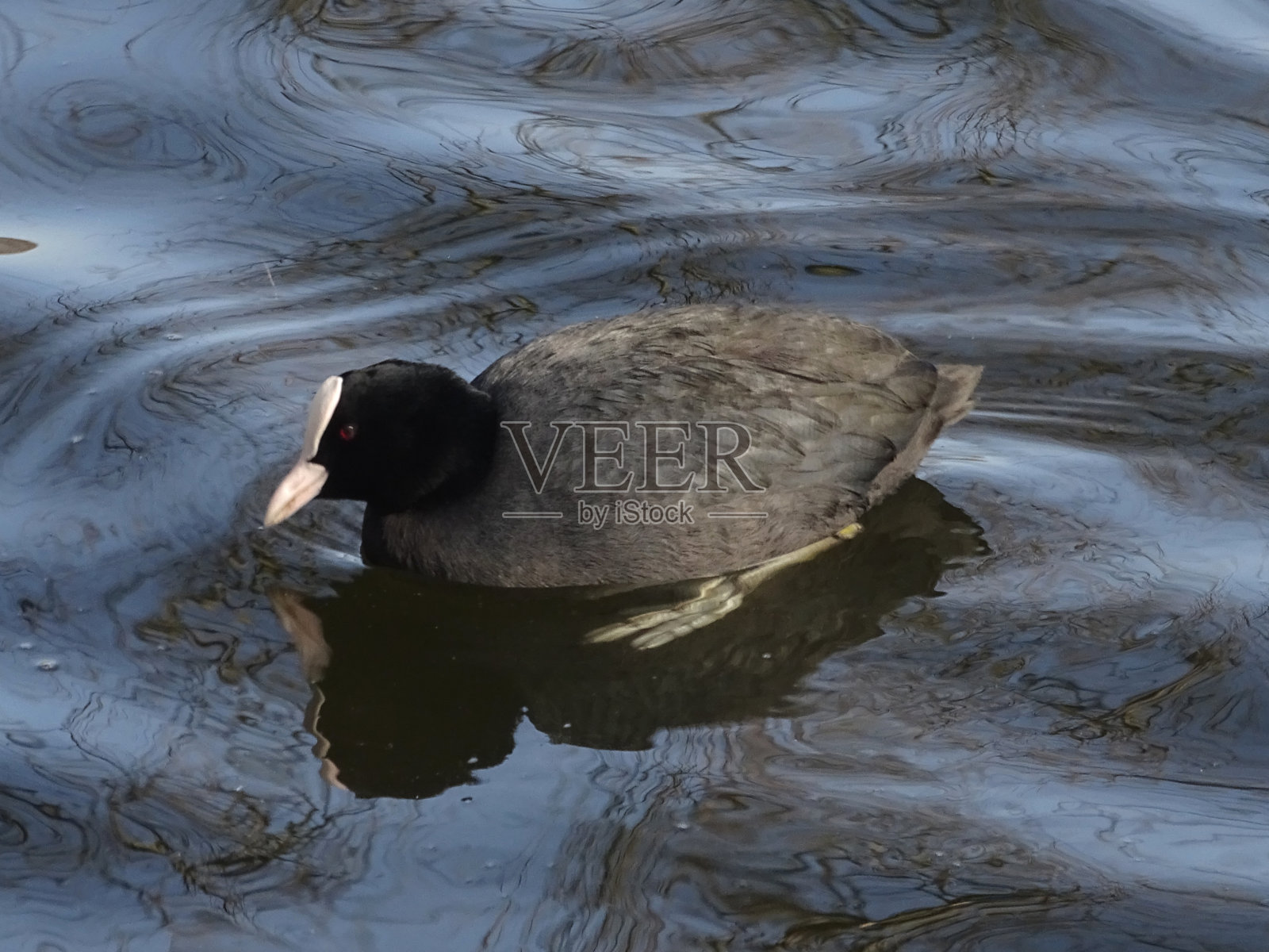 欧亚白骨顶(Fulica atra)照片摄影图片