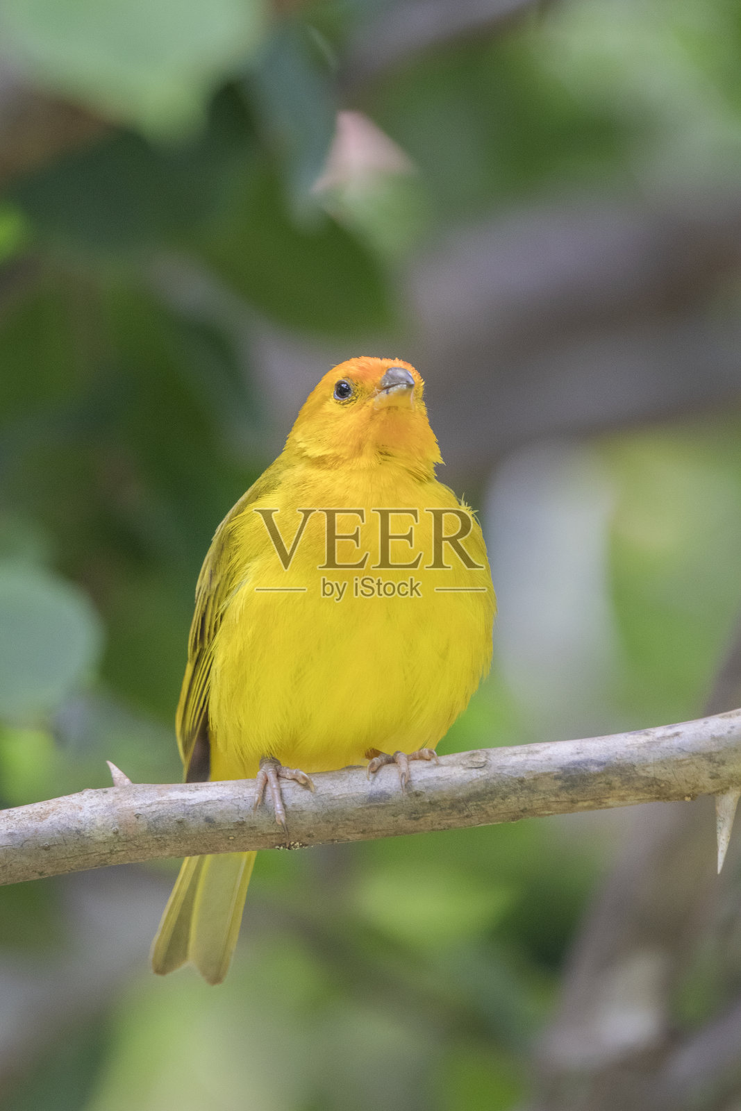 巴西热带草原鸟类，巴西的鸟类非常美丽，颜色多样照片摄影图片