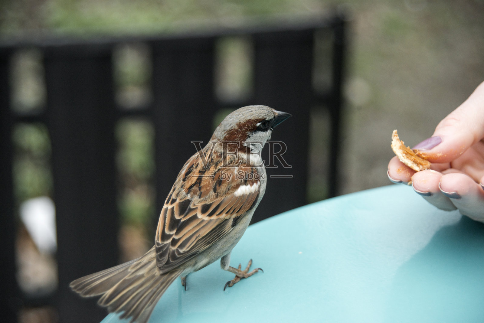 一只麻雀照片摄影图片