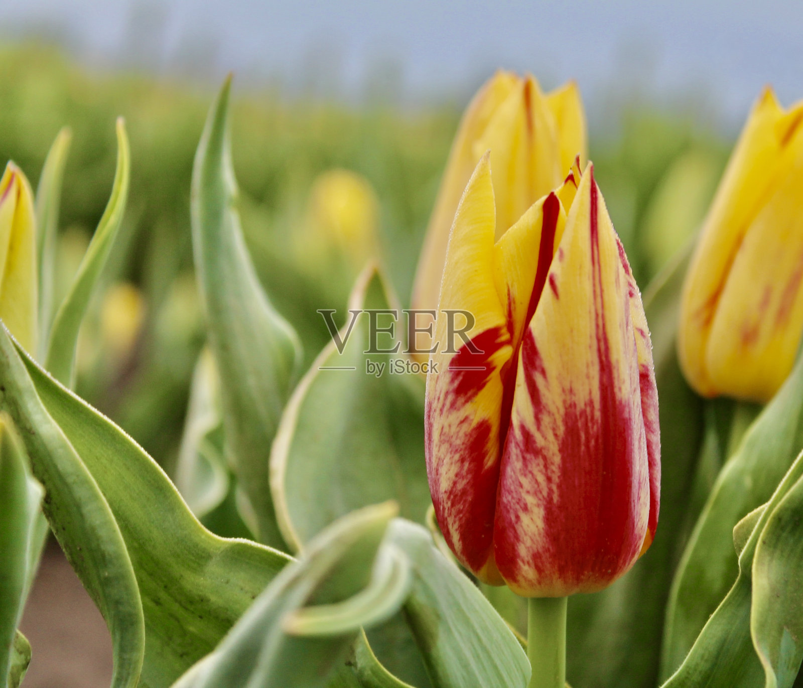 色彩鲜艳的郁金香照片摄影图片