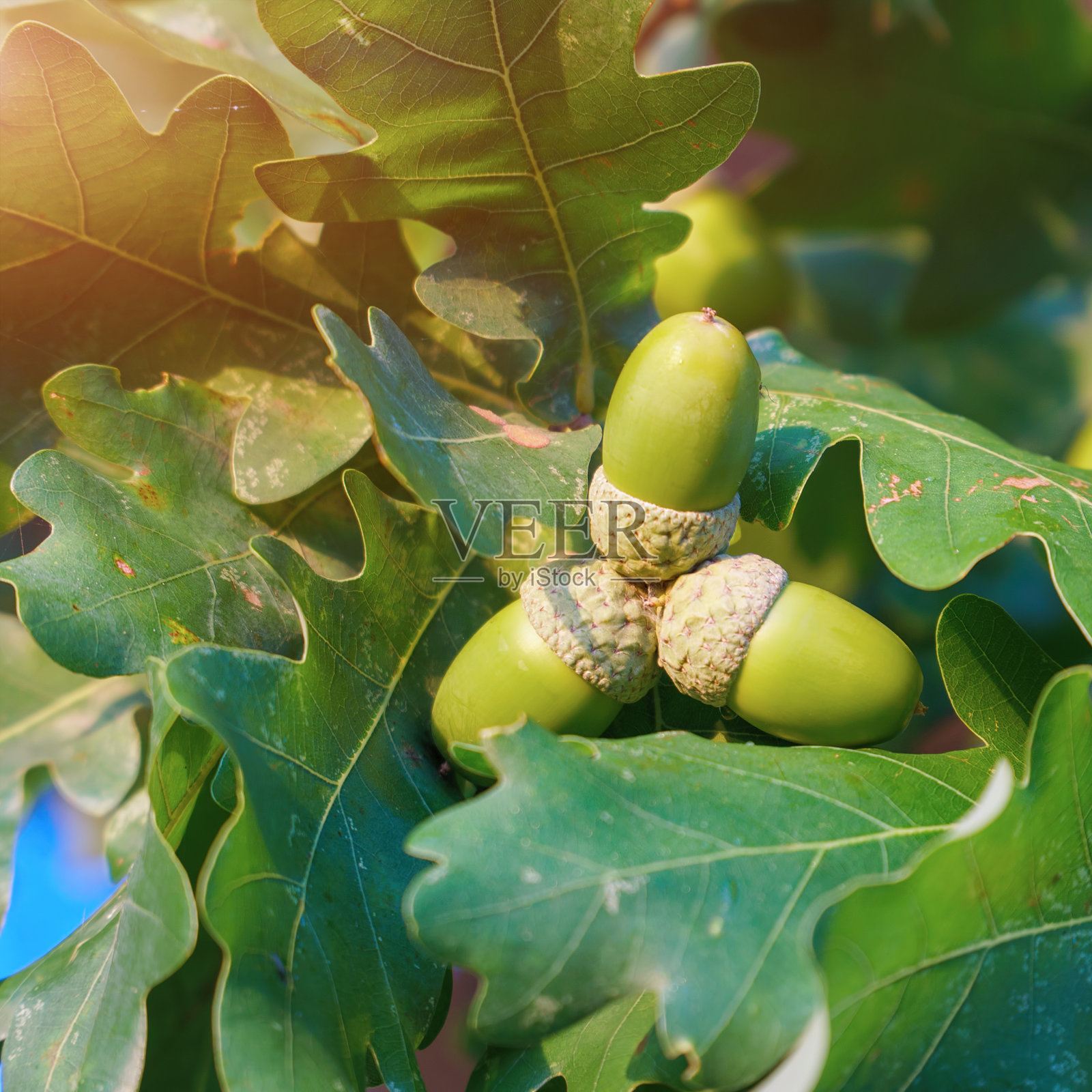 橡树枝上成熟的橡子照片摄影图片