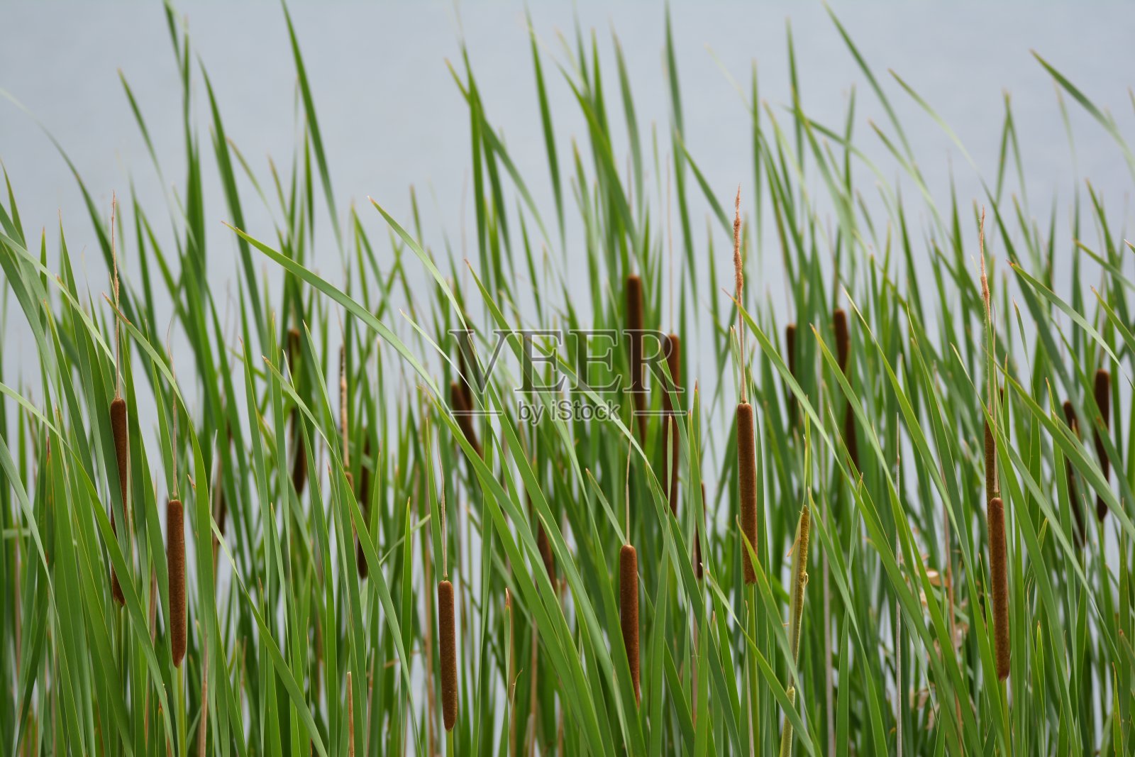 猫尾巴和高草背景照片摄影图片