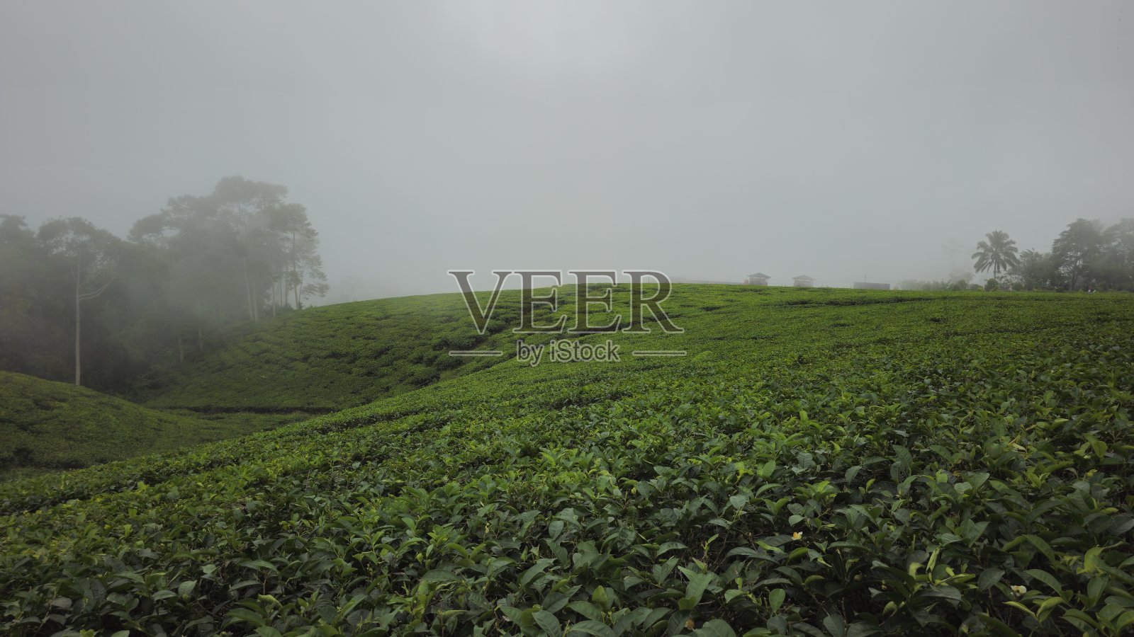 茶园的雾照片摄影图片