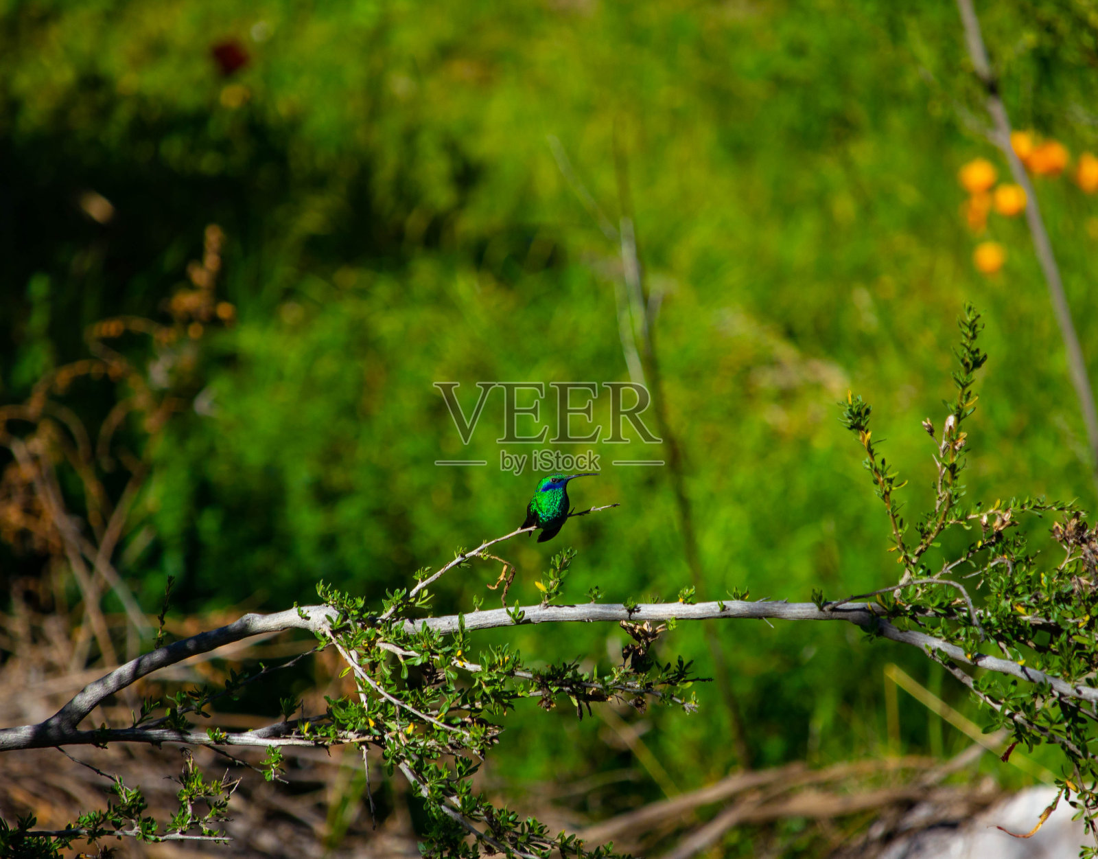 绿色的蜂鸟照片摄影图片