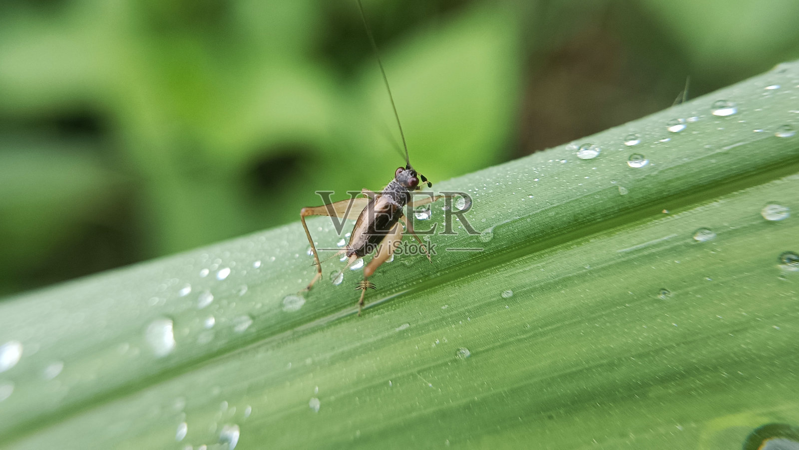 草地上蟋蟀的特写镜头照片摄影图片