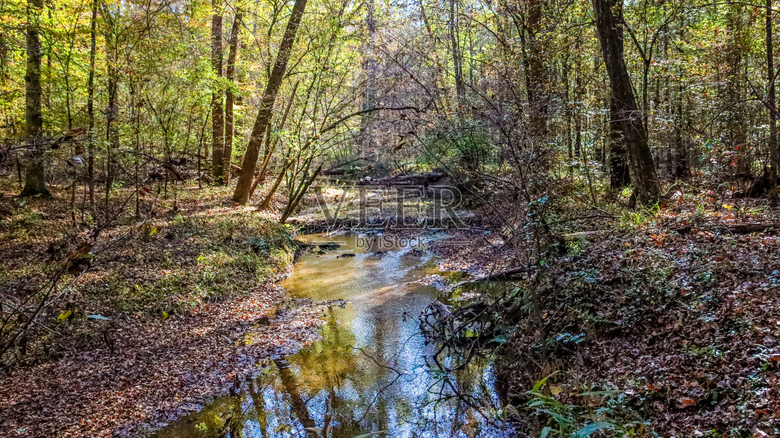 沃尔夫登树枝穿过照片摄影图片