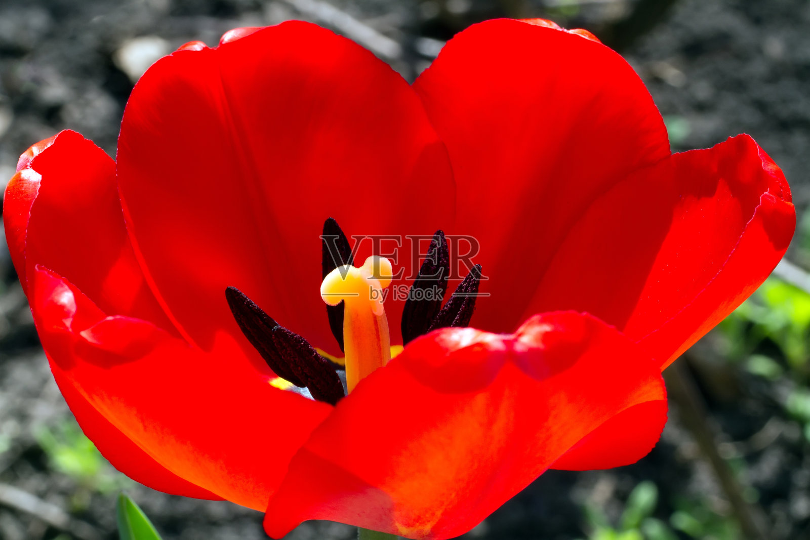 自然景观中一朵以黄色为中心的红花的特写镜头。照片摄影图片