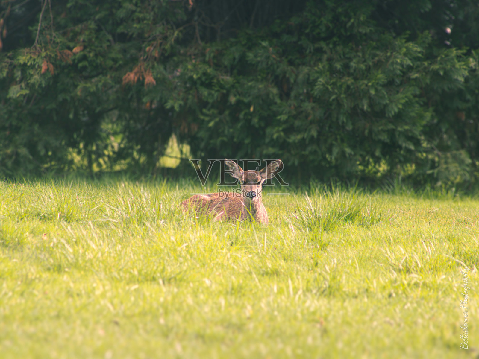 鹿照片摄影图片