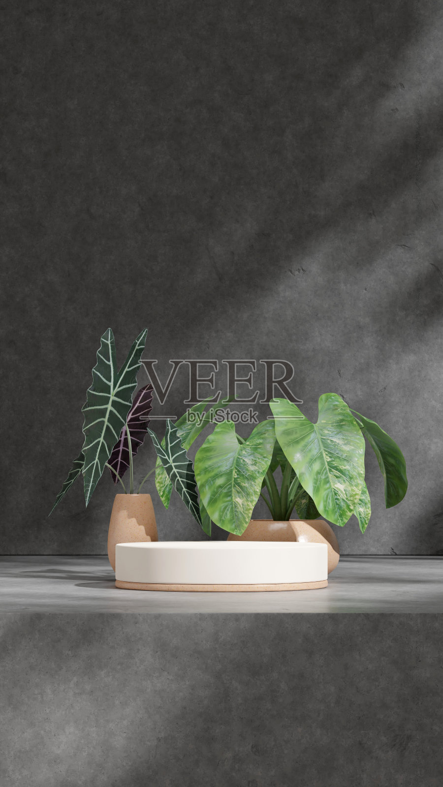 渲染三维空模型白色和棕色水磨石平台在肖像混凝土墙和植物照片摄影图片