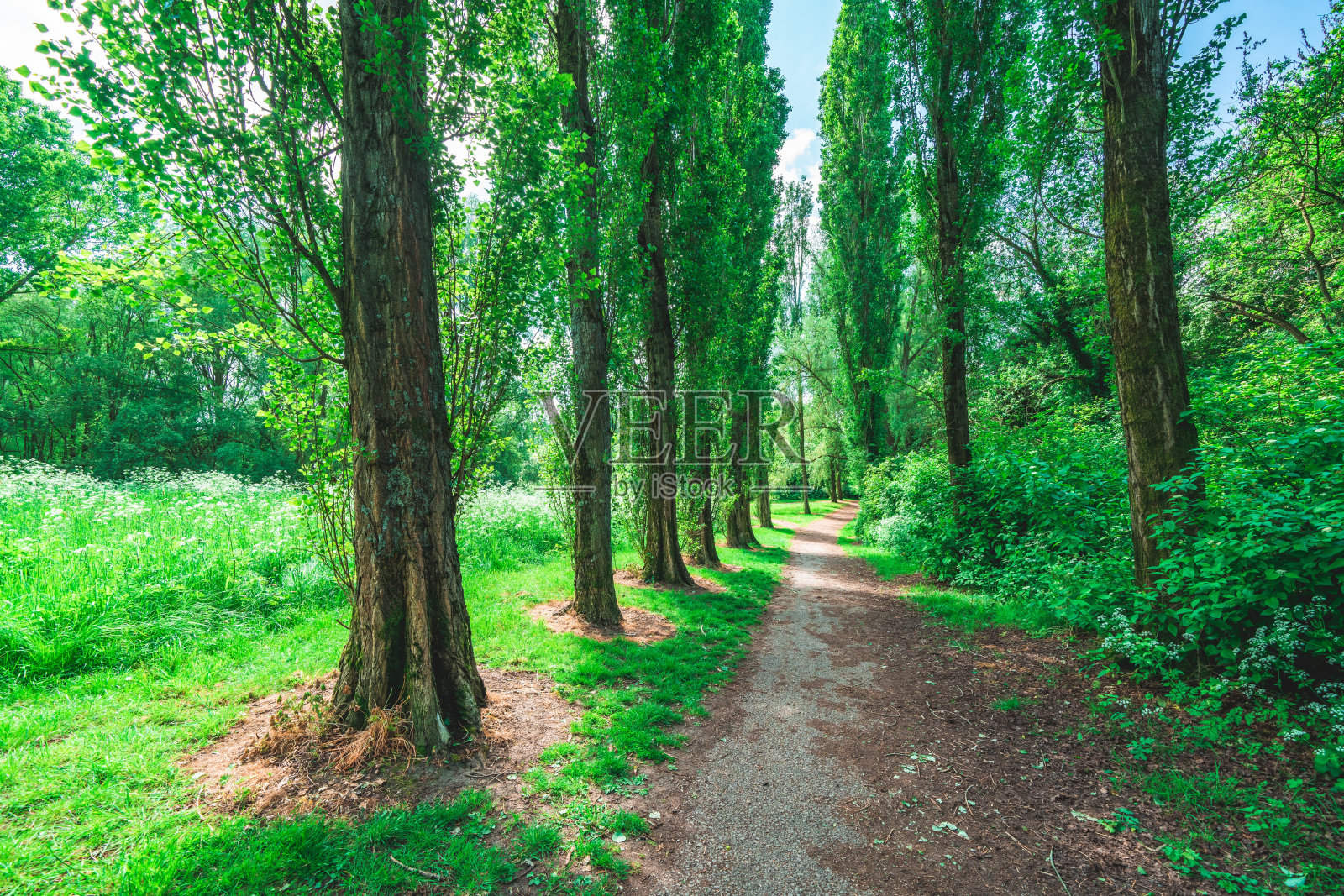 山毛榉林荫道上的绿色树叶在阳光下闪闪发光照片摄影图片