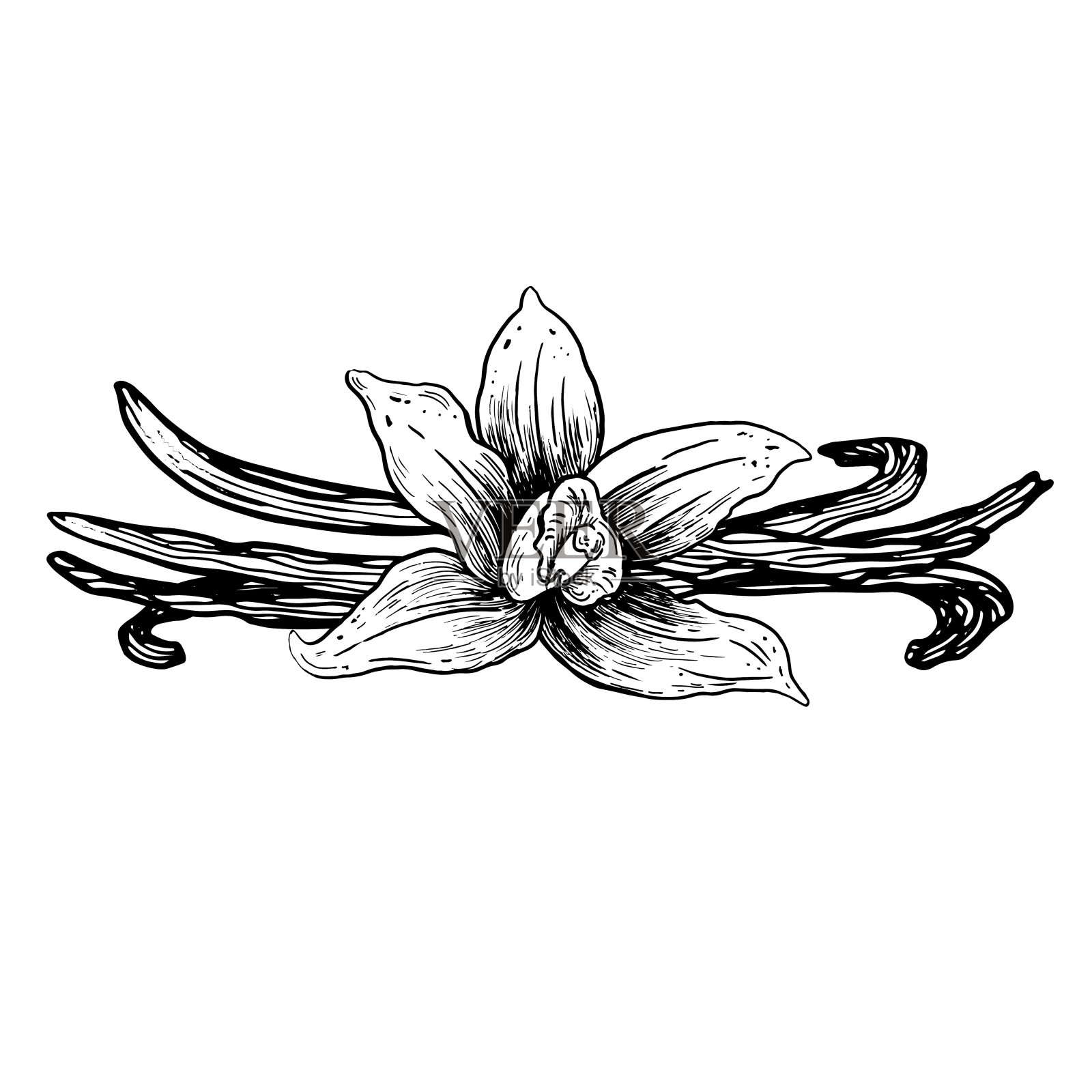 矢量香草手绘草图。复古风格插画图片素材