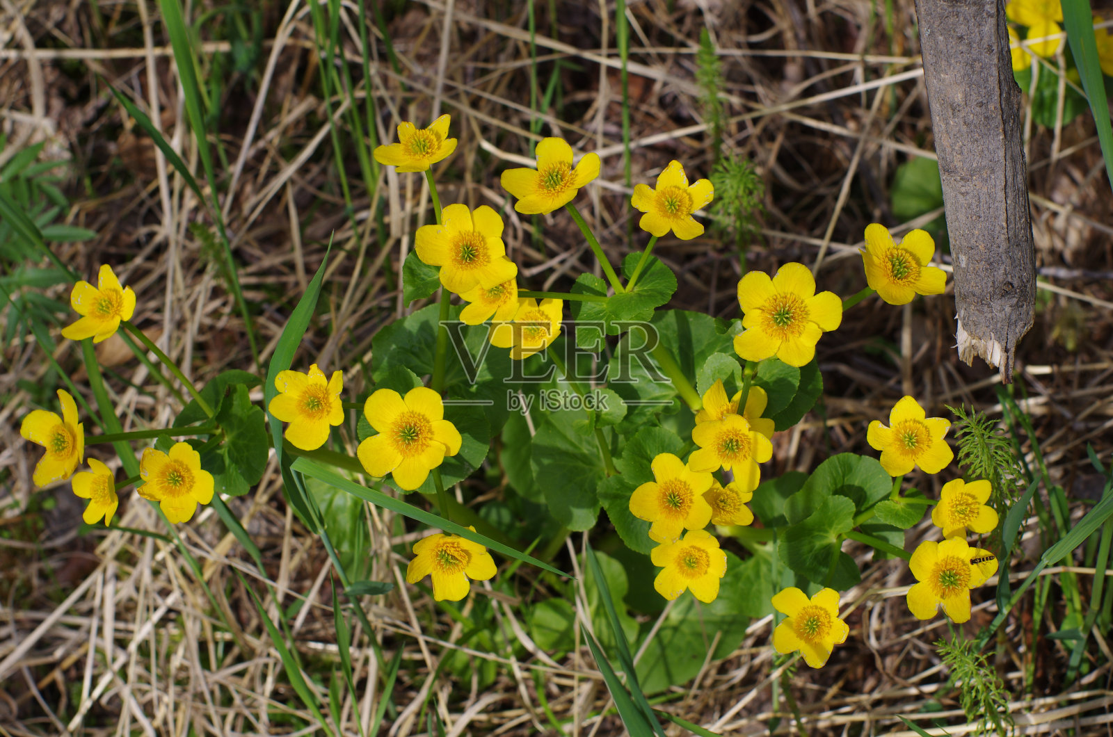 西伯利亚西部，沙地上盛开的沼泽万寿菊(Caltha palustris)照片摄影图片