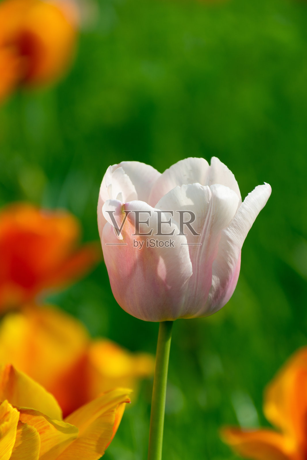 花坛上有五颜六色的郁金香。花的背景。照片摄影图片