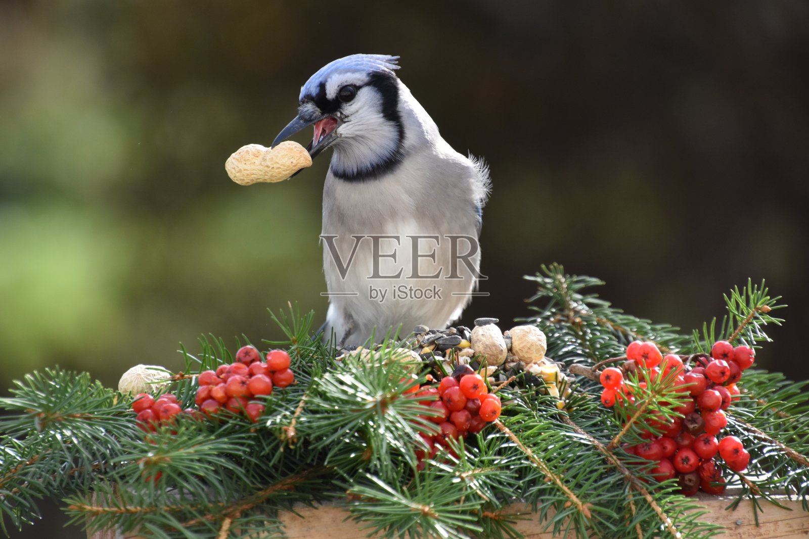 非盟查顿照片摄影图片