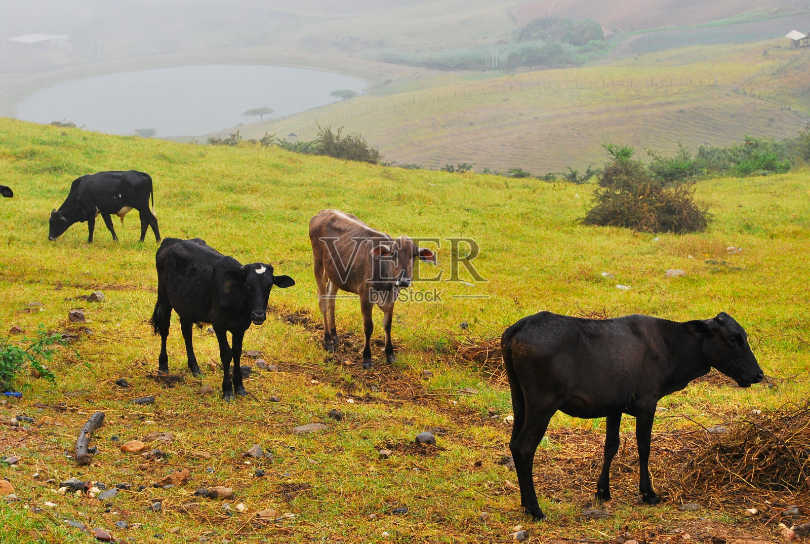 牛群在山上安静地吃草。照片摄影图片