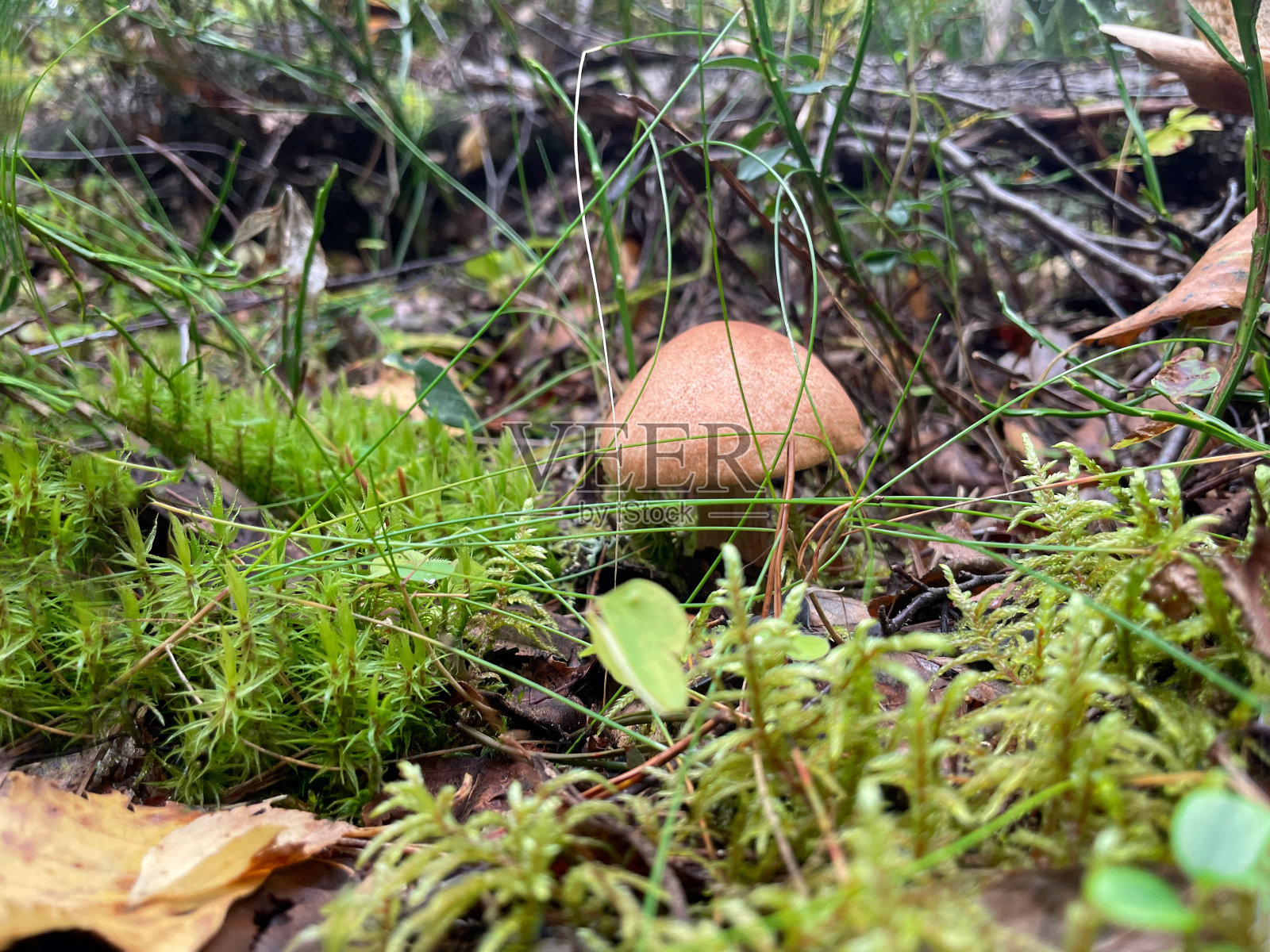 森林中一片绿色空地上的蘑菇。在美丽的户外散步。在森林的背景下，戴着漂亮帽子的蘑菇在他们寻找的蘑菇周围生长照片摄影图片